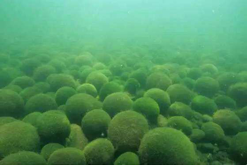 小球藻粉 破壁小球藻粉 小球藻提取物 蛋白核小球藻 厂家直销现货