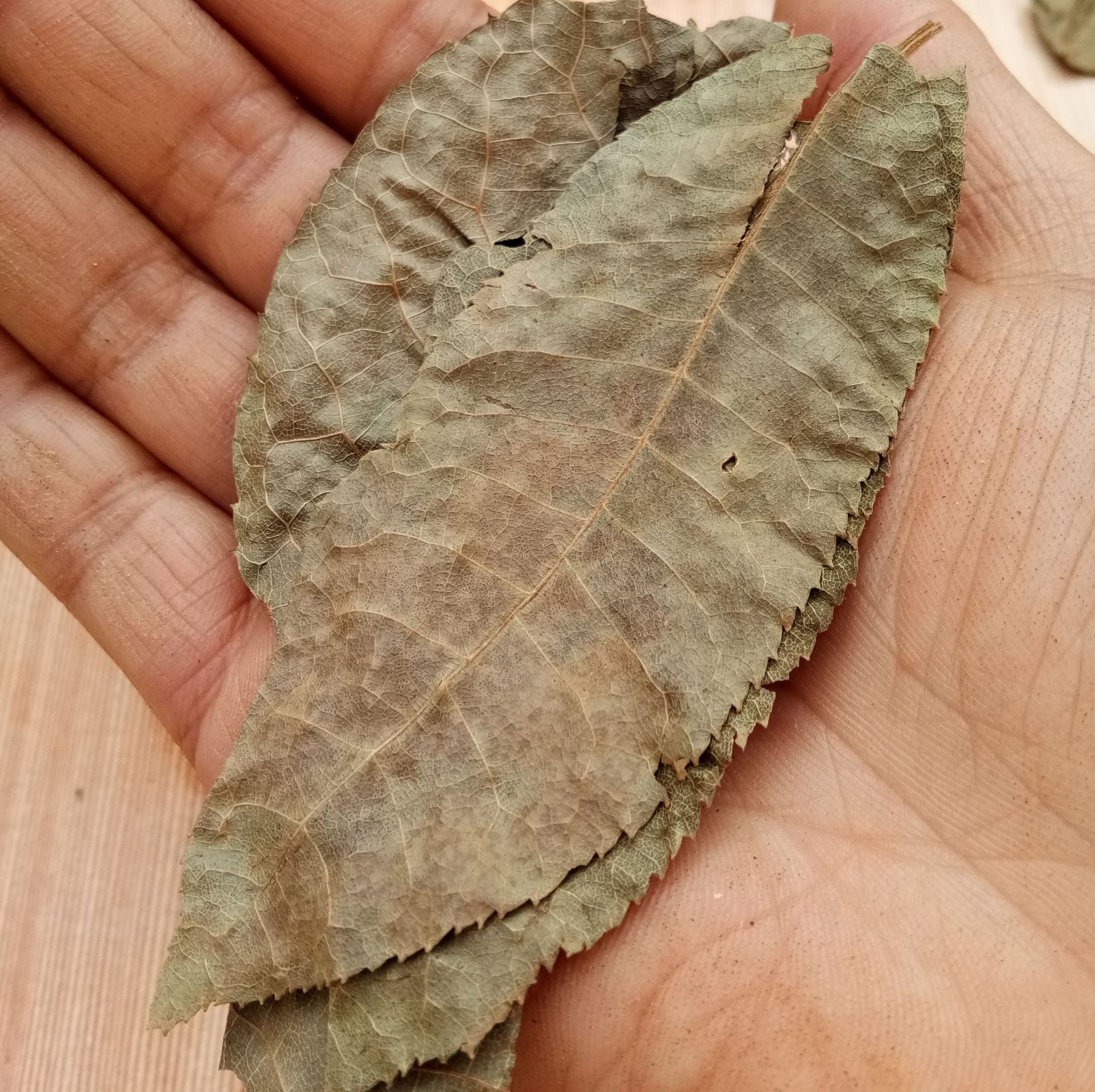 中药材 青钱柳 金钱柳叶 摇钱树 产地货源 承接订单 量大从优