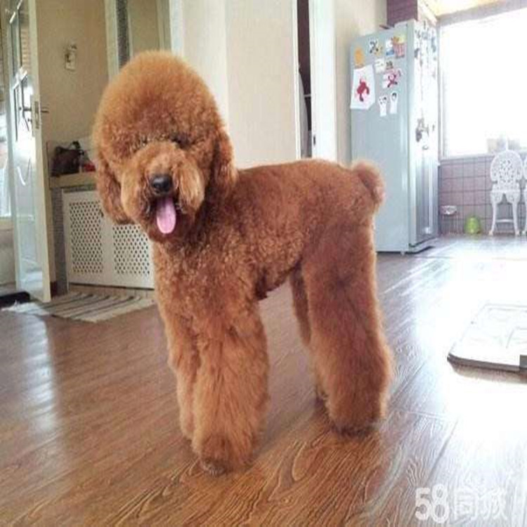 巨贵欧文 红白花燕尾服大奶嘴 巨型贵宾犬 巨贵犬价格