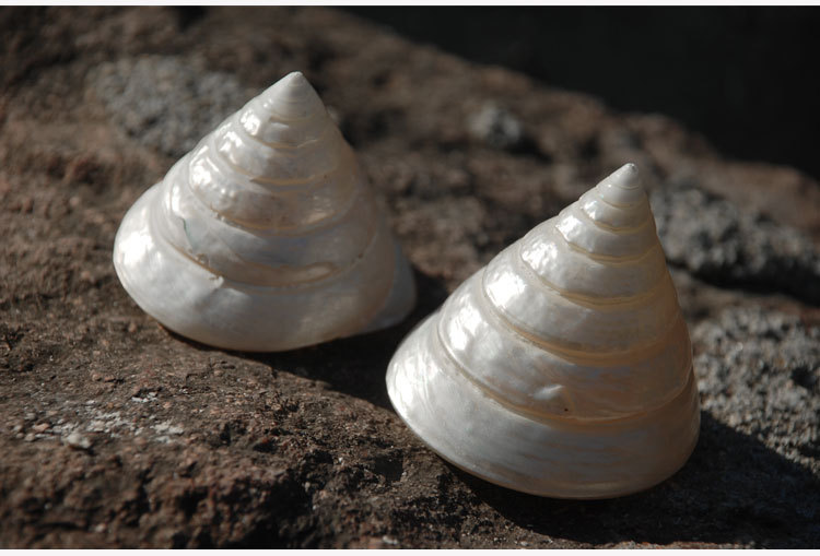 白塔螺天然贝壳夜光海螺 鱼缸水族摄影摆件1颗白色海螺地中海装饰