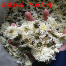 新货批发 黄山七月菊 白菊花新货贡菊花茶 农产品花草果茶叶散装