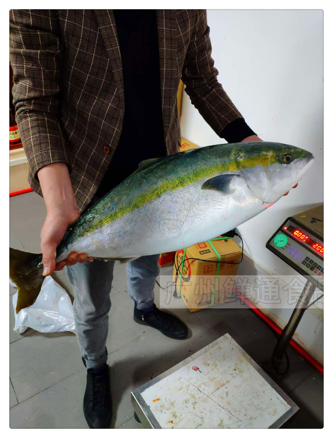 【冰鲜油甘鱼】10斤/条 按斤计重计价 切片刺身青甘鱼黄狮鱼寿司