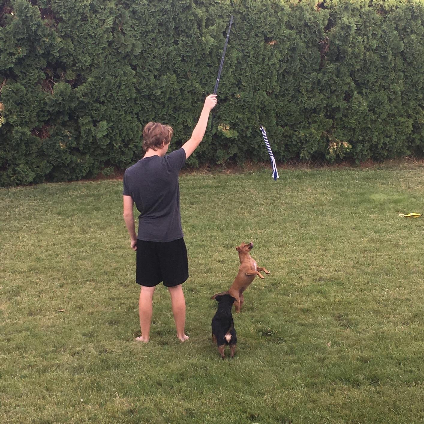 爆款amazon亚马逊伸缩逗狗棒溜狗器 玩具逗狗棒逗猫棒宠物训练杆