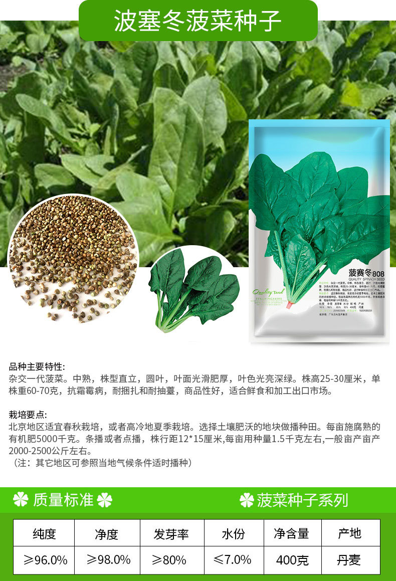 凤鸣雅世 菠赛冬耐寒菠菜种子400克 四季农家蔬菜种子菜种籽批发