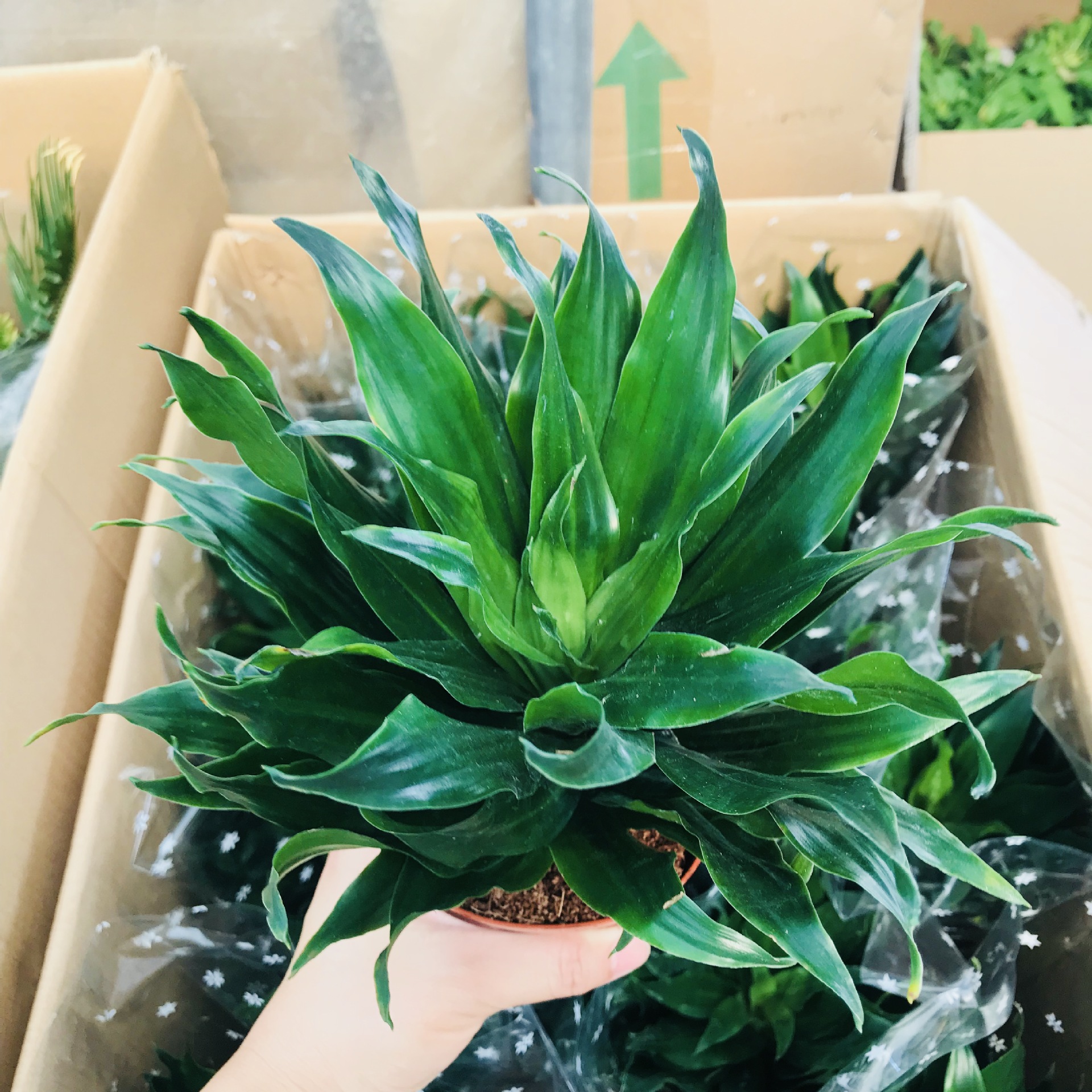 销售四季常青花卉太阳神绿植盆栽 室内外桌面净化空气万年青盆栽