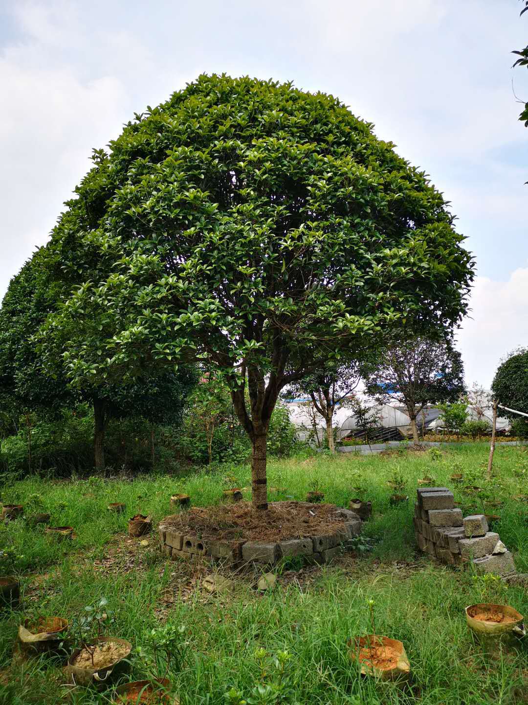 桂花树假植苗,移植桂花树13-16公分直径 低价销售13807732002