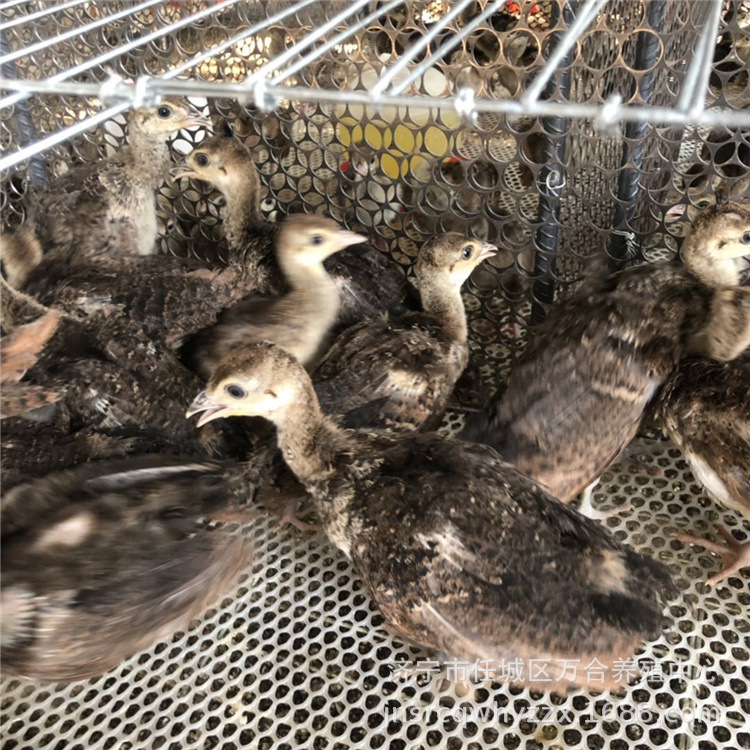 哪里有蓝孔雀苗养殖基地 蓝孔雀苗活体 孔雀活体价格