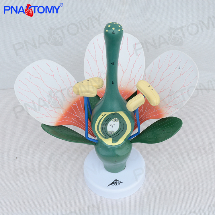 桃花双子叶花绿色花蕊植物构造放大结构解剖模型生物教学展示标本