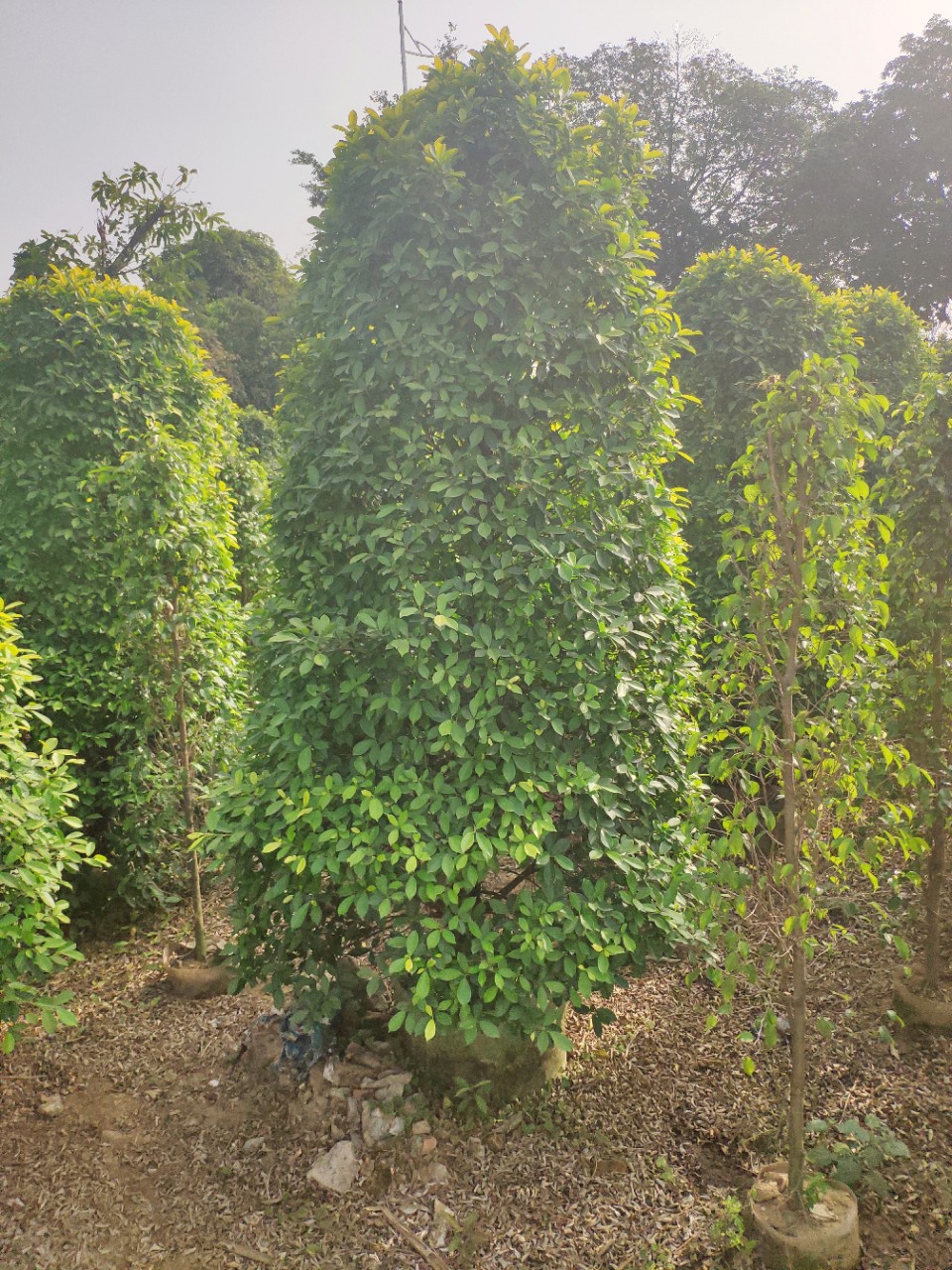 供应 黄榕柱 2.5-3米高 袋苗 黄金榕柱 造型黄榕