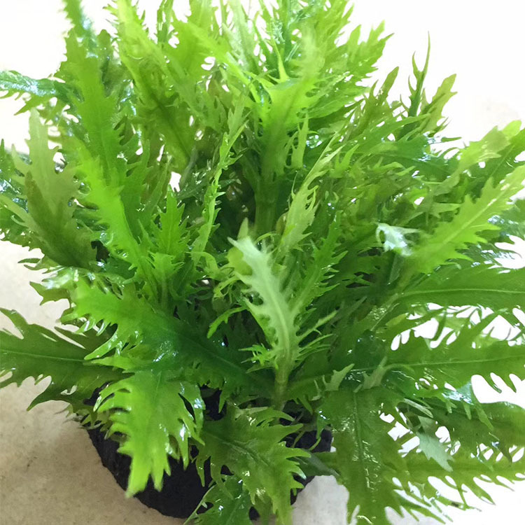水罗兰活体水草水下叶鱼缸观赏造景真水草批发光合水草