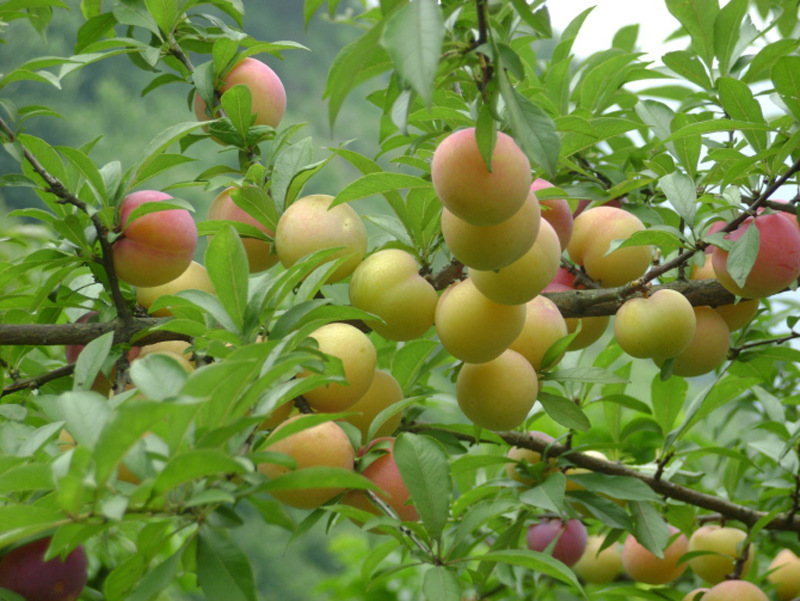 基地批发李子树苗盆栽地栽 庭院果园果树苗南北方种植 当年结果