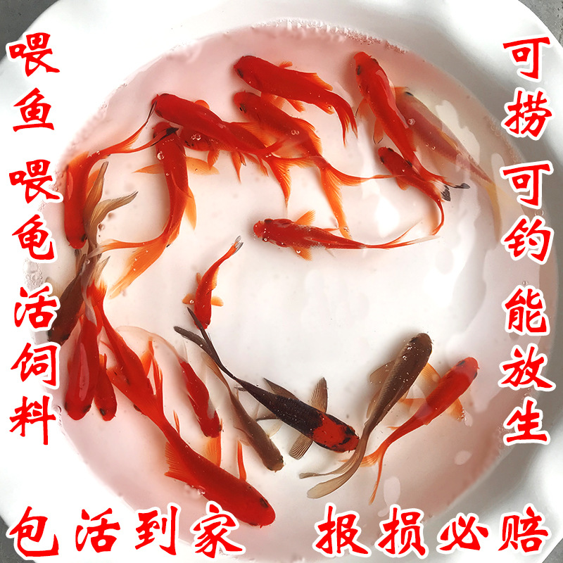 红草鱼草金鱼锦鲫鱼小红草淡水宠物鱼观赏金鱼小金鱼饲料鱼