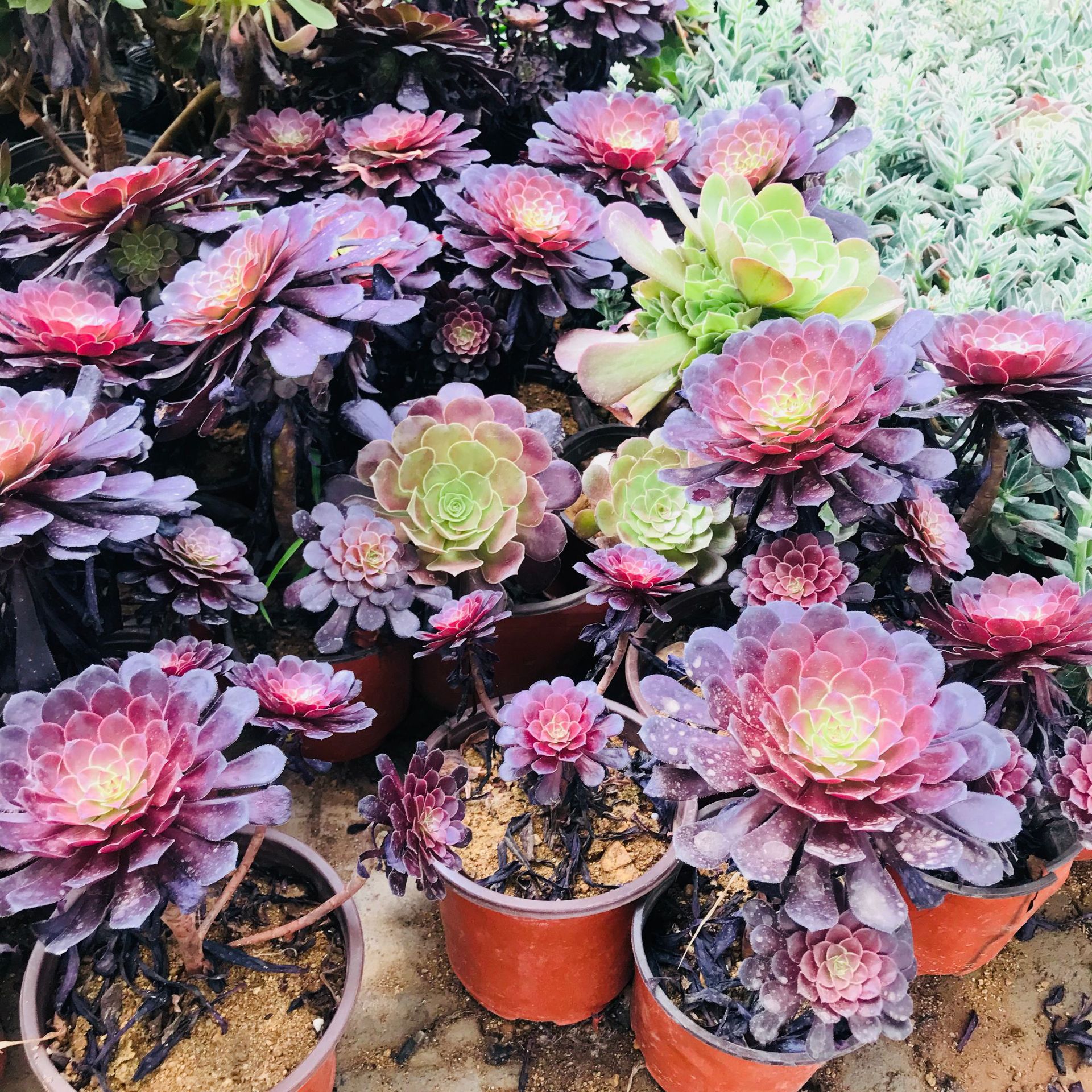 多肉法师手捧花系列铜壶法师 多肉群生老桩萌肉 室内盆栽绿植花卉