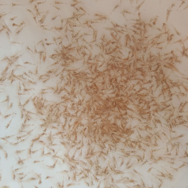 厂家直供批发现货供应罗氏沼虾苗罗氏苗大头虾苗河虾苗一手种苗