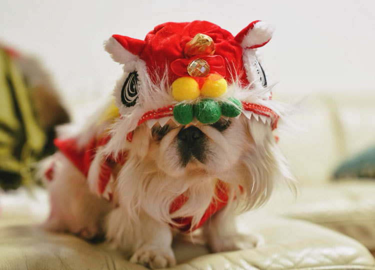 宠物舞狮变身装万圣节狗狗服装红色搞笑新年宠物猫咪唐装喜庆招财