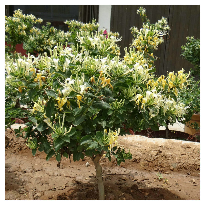 批发金银花树苗四季金银花苗金银花中药材金银花苗木盆栽小苗