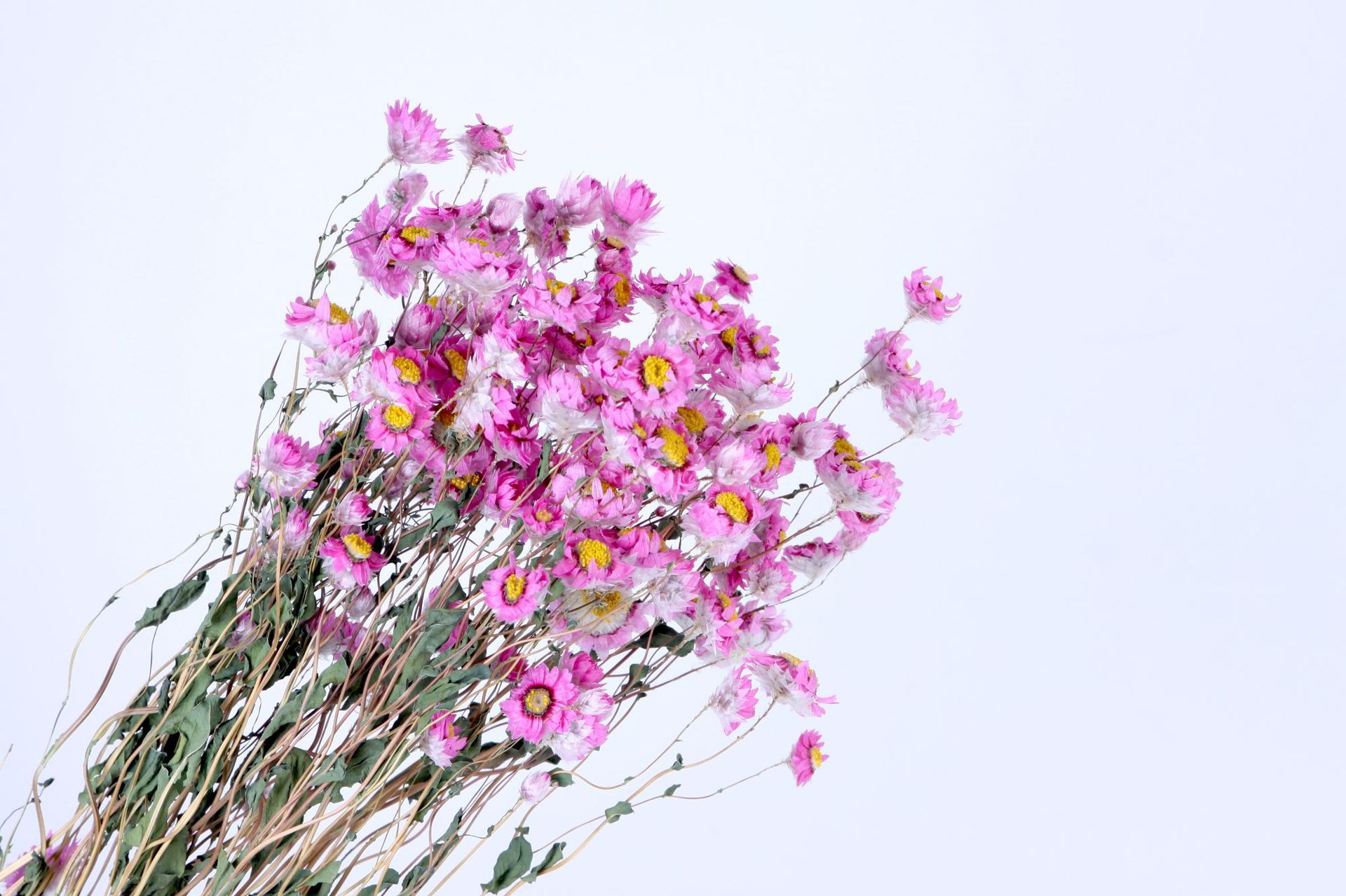 云南厂家直销罗丹斯干花自然干花小蜡菊花束 鲁丹鸟家居装饰插花