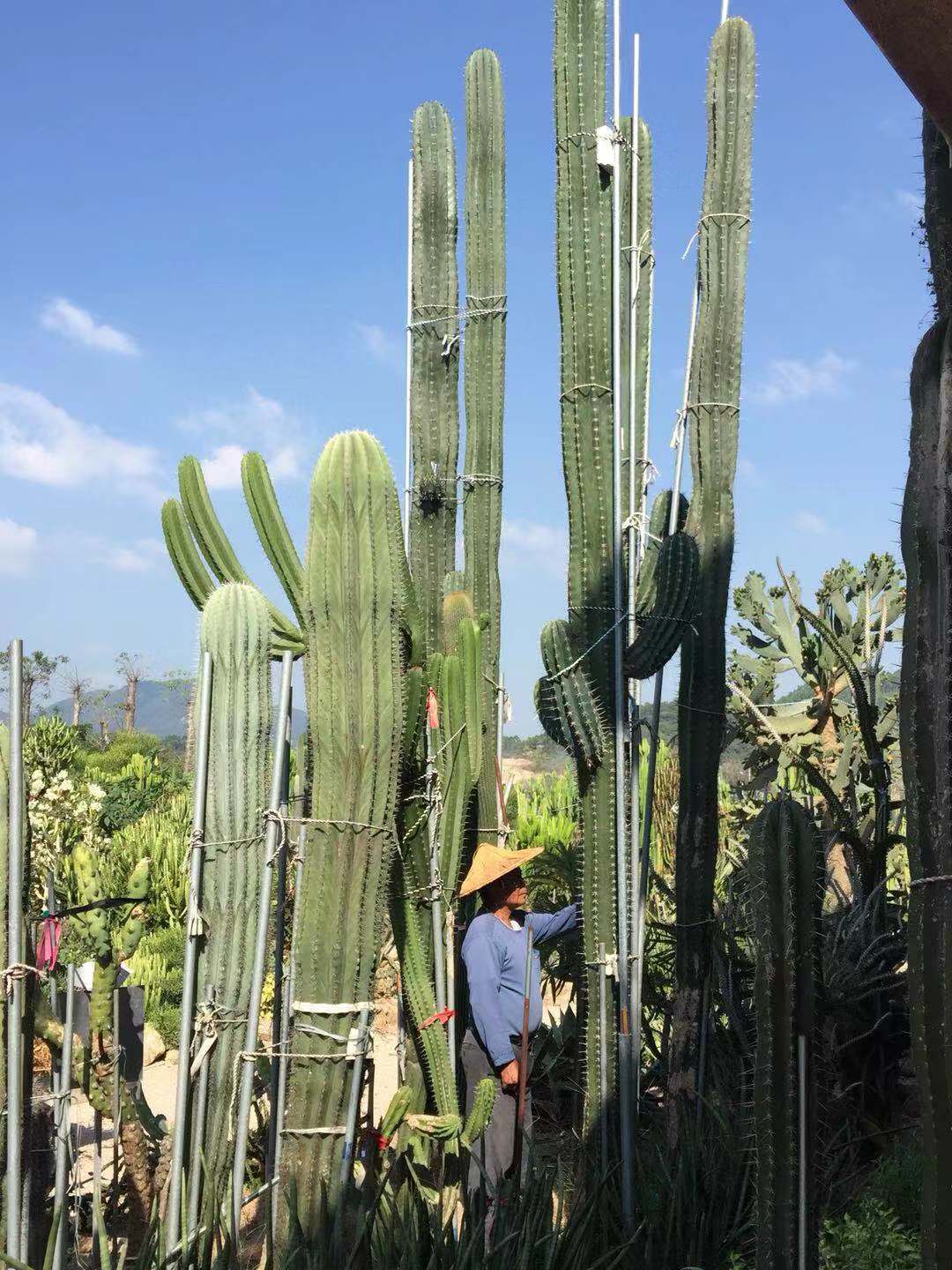仙人掌类植物节柱仙人柱吸甲醛大型超大土人之栉柱56米分叉