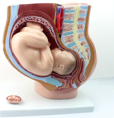 普及版女性盆腔附足月胎儿模型妊娠发育九个月胎儿子宫生殖模型