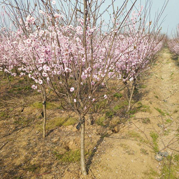 冠幅饱满美人梅树苗 当年结果 美人梅基地直销 批发零售