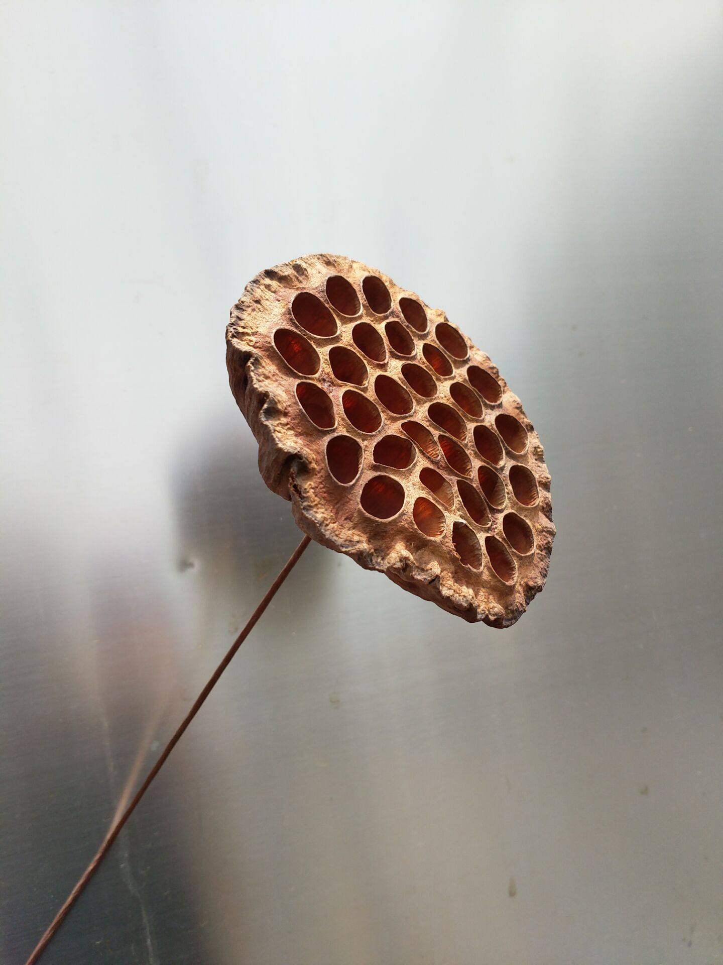 干花莲蓬野生莲蓬拍照道具带平面莲蓬干花工艺品莲蓬干花