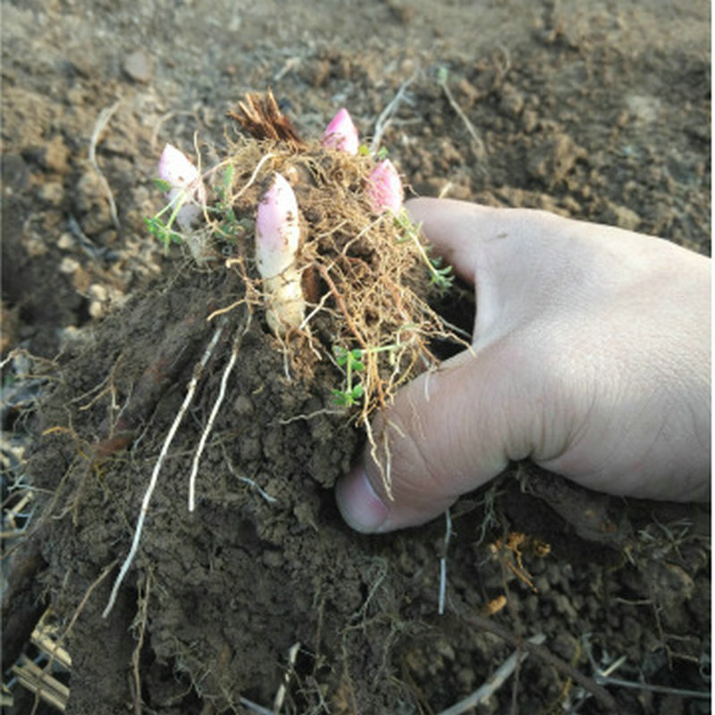 观赏药用芍药花苗 当年可开花重瓣芍药种苗 易活芍药种球盆栽
