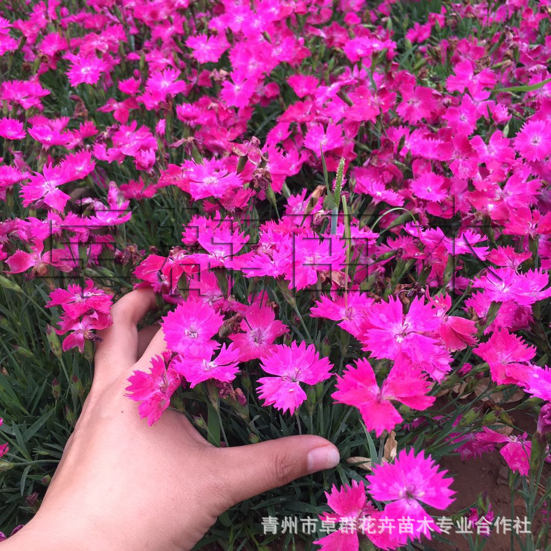 欧石竹 四季开花宿根花卉 耐寒耐践踏草花 青州基地花圃 花卉批发