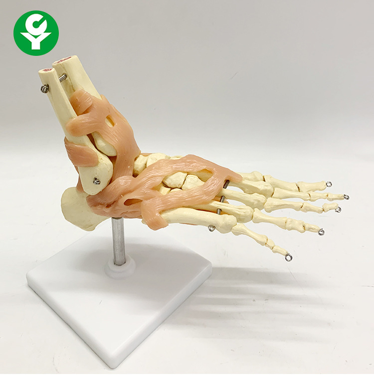 自然大脚踝关节功能模型骨骼骨架带韧带教学医用模型人体节模型