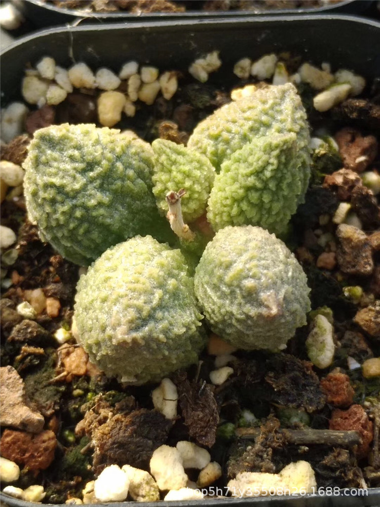 9268基地批发水泡类多肉品种 丸叶翡翠石4cm左右多肉珍稀植物限量