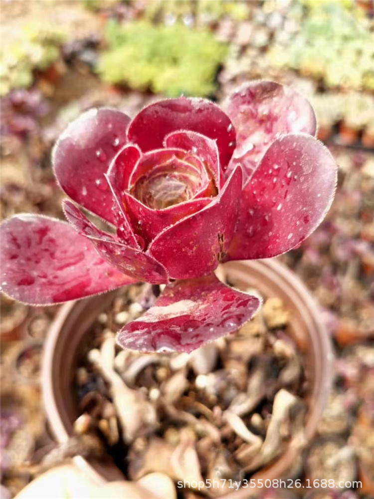 883大棚特价批发多肉植物系列 红酒法师老桩高20cm左右多肉品种