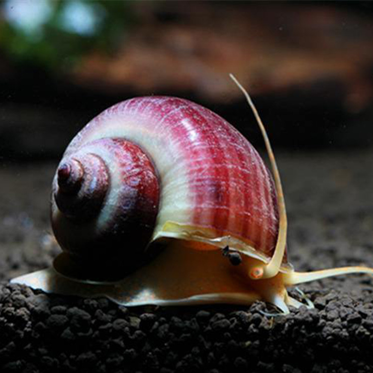 小额批发水族观赏螺宠物螺清苔除藻紫纹螺活体淡水清洁神秘工具螺