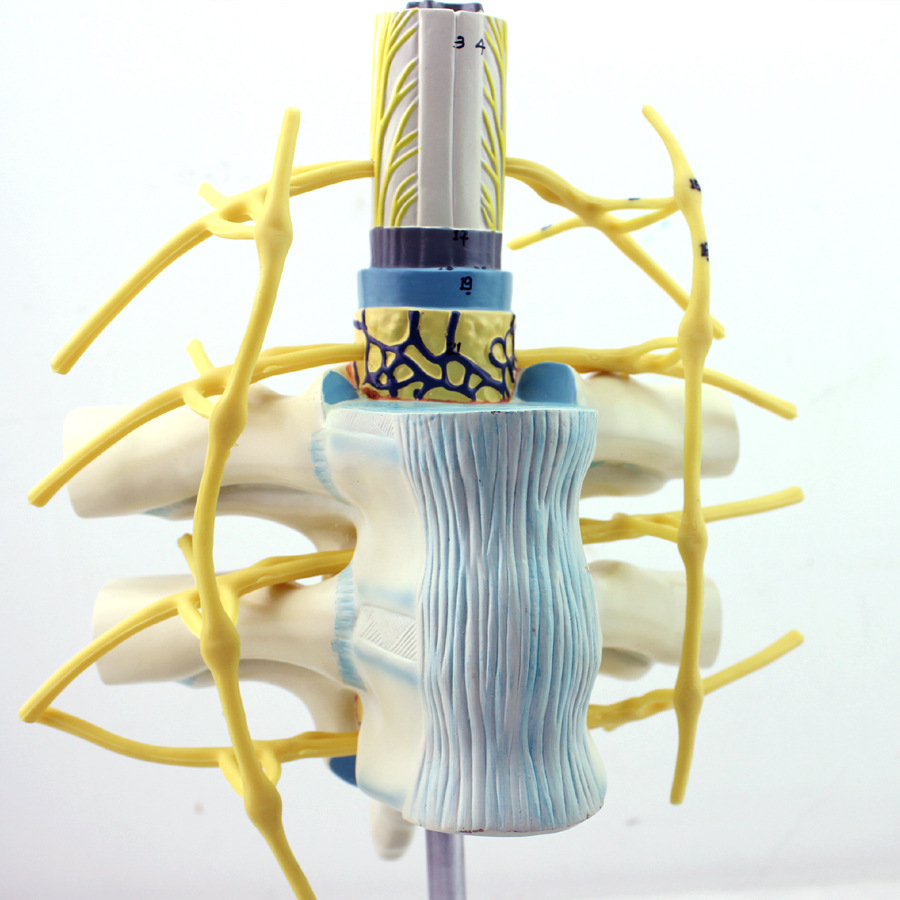 enovo颐诺 胸椎脊髓脊神经交感神经干模型 人体脊柱模型神经纤维