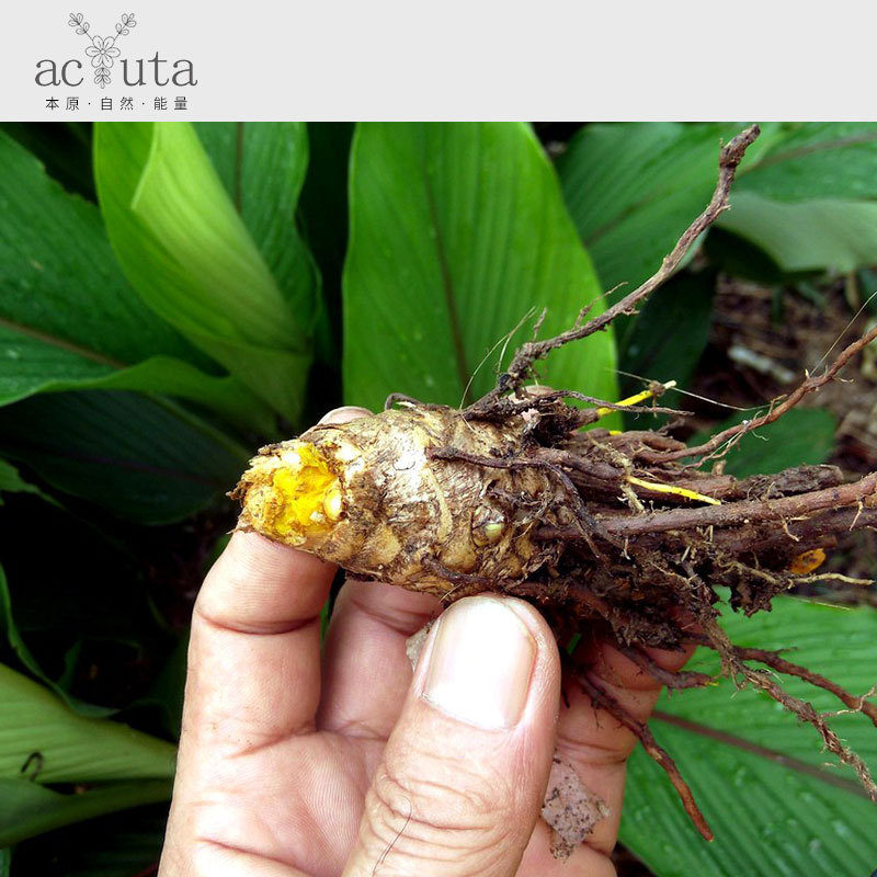 (印度)姜黄精油【产地直供 金黄色油液 姜黄酮 一件代发】