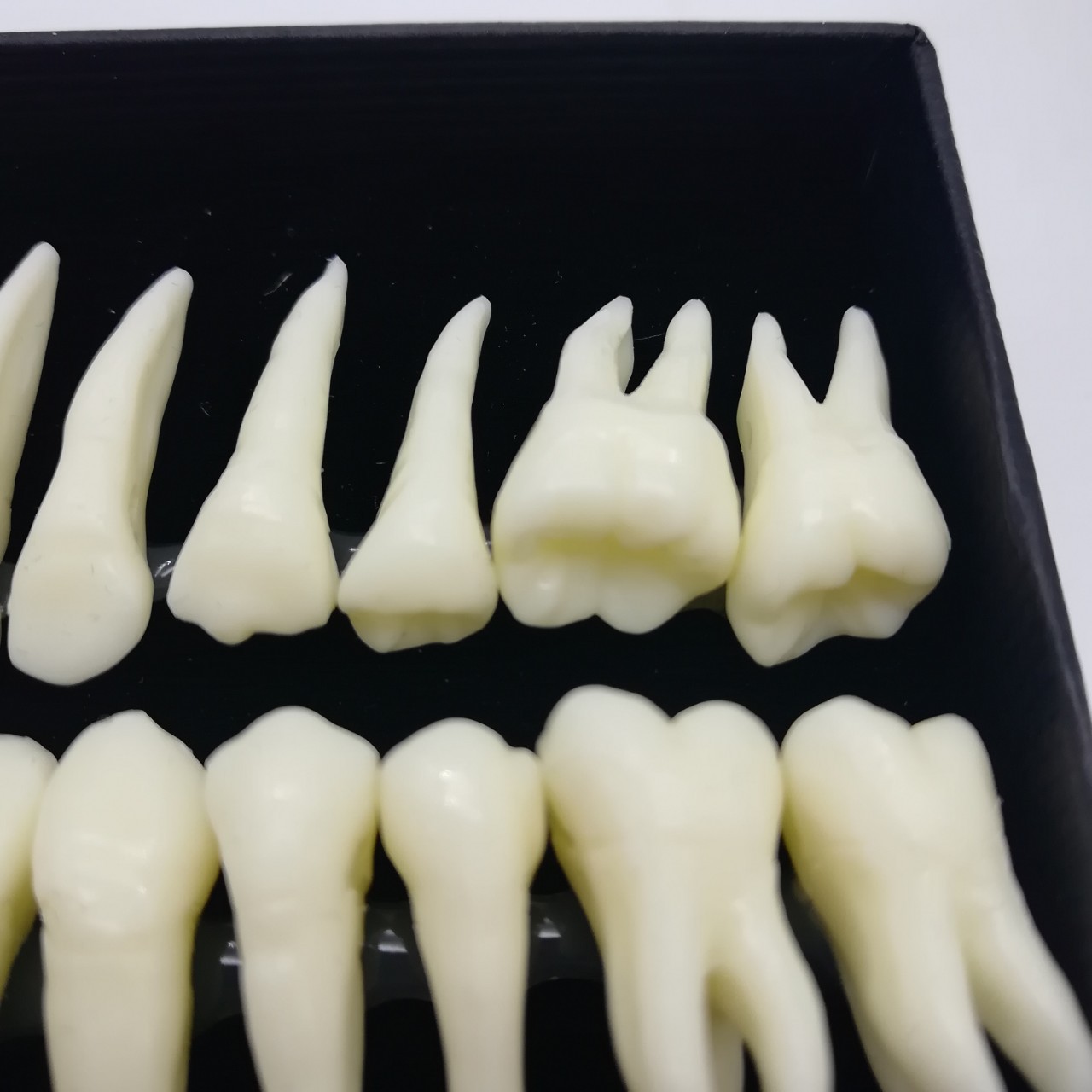 牙科28颗恒牙模型 带牙根仿真离体牙模型 牙齿模型单色解剖模具