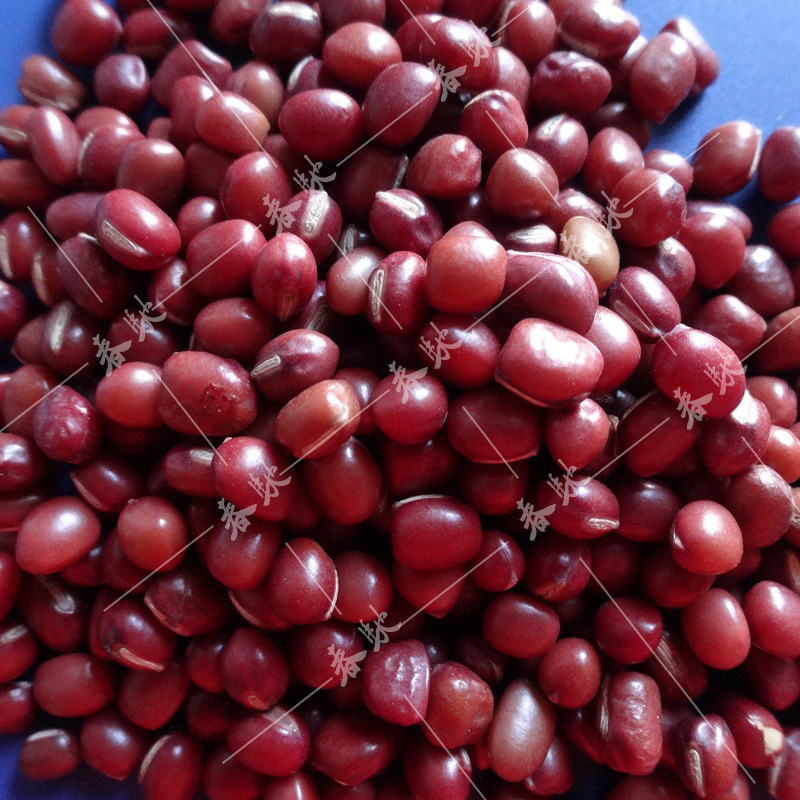 威尔种子批发 八宝红小豆种子 红豆种子 五谷杂粮种子 蔬菜种子