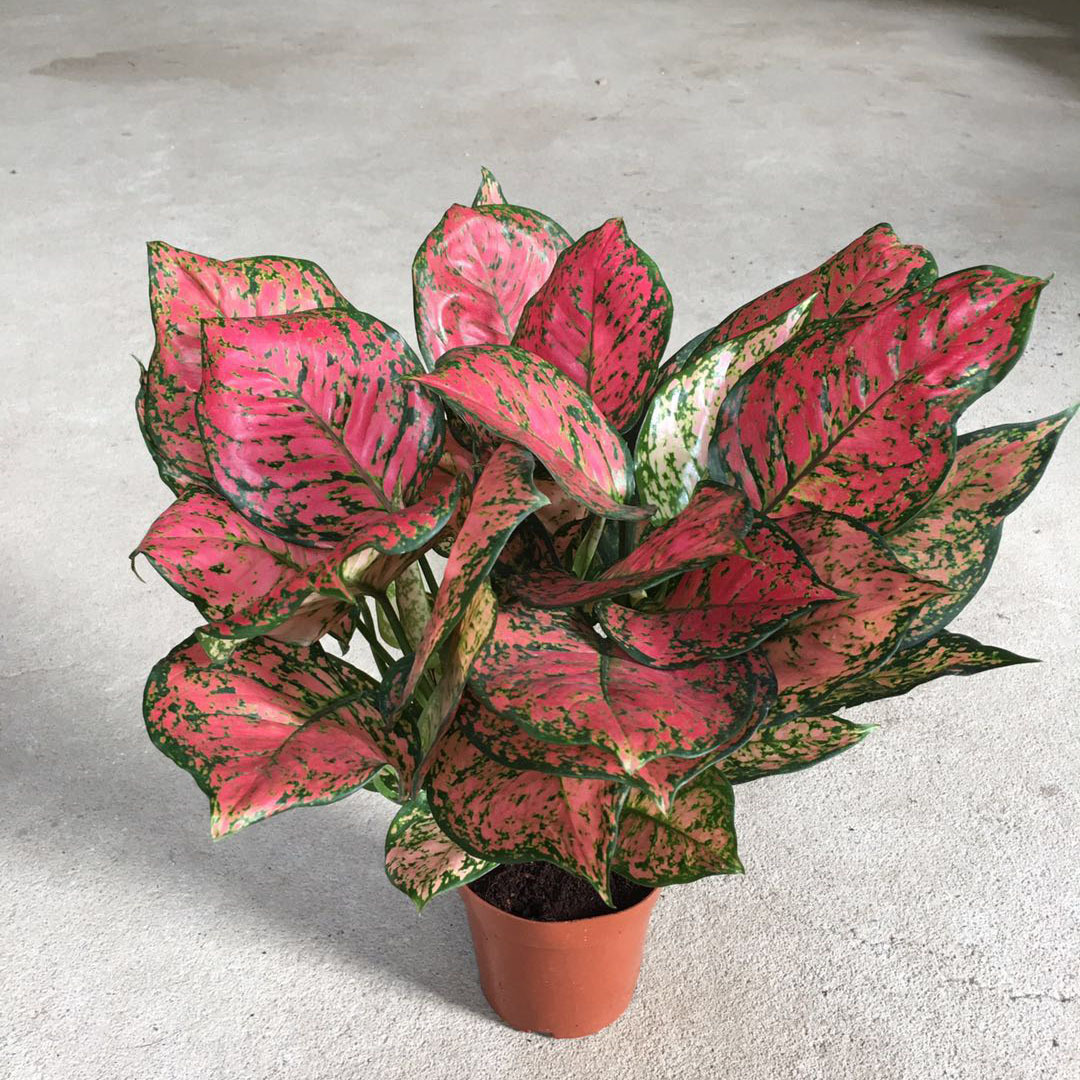 如意皇后吉祥如意盆栽 桌面新房客厅室内办公室吸甲醛花卉绿植