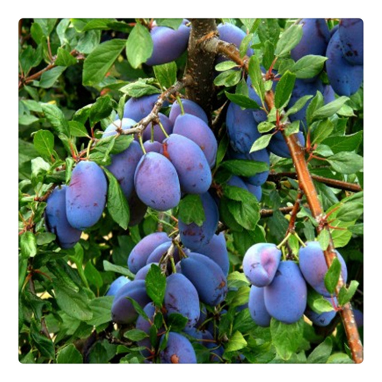 供应李子苗西梅女神李子苗恐龙蛋李子苗价格量大优惠