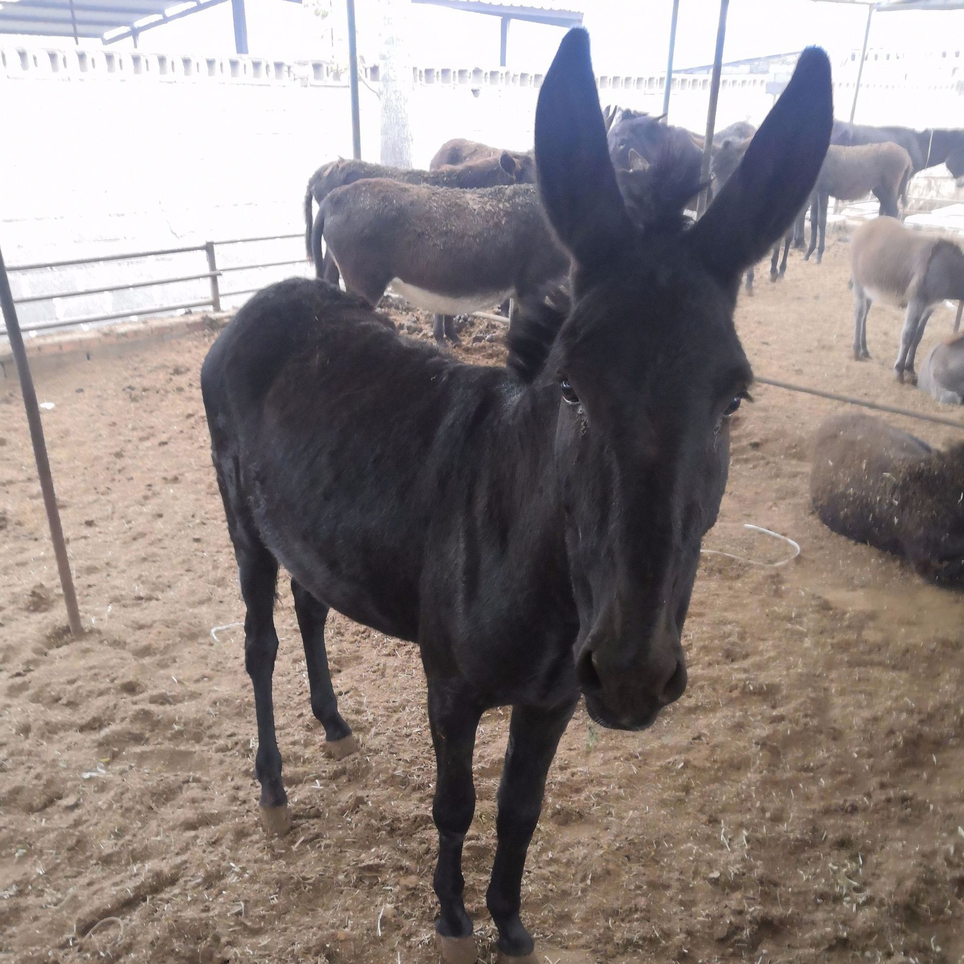 山西成年种驴大量供应 三粉驴 德州驴