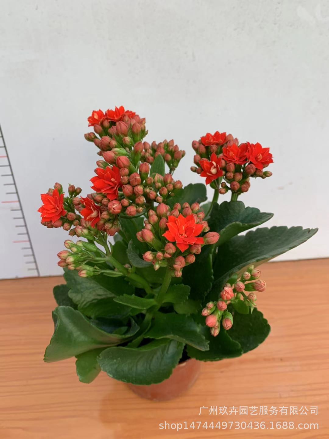 长寿花盆栽绿植重瓣花卉室内四季开花寿星花 办公室桌面水培植物