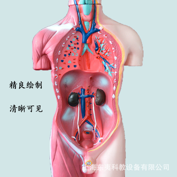 42cm人体躯干模型内脏腹部器官解剖心肝脾肺肾结构生物医学教学