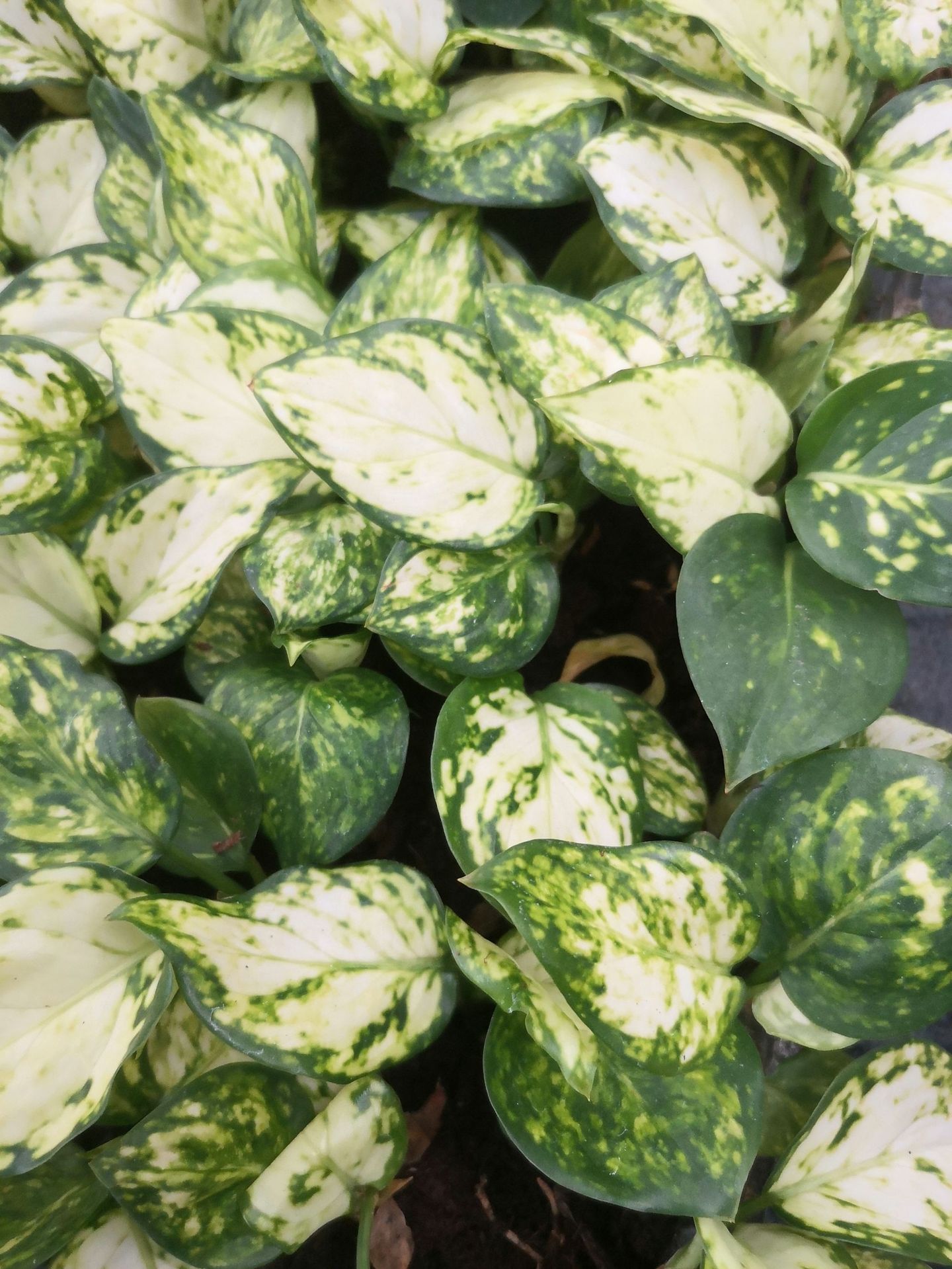 粗肋草白如意厂家直销