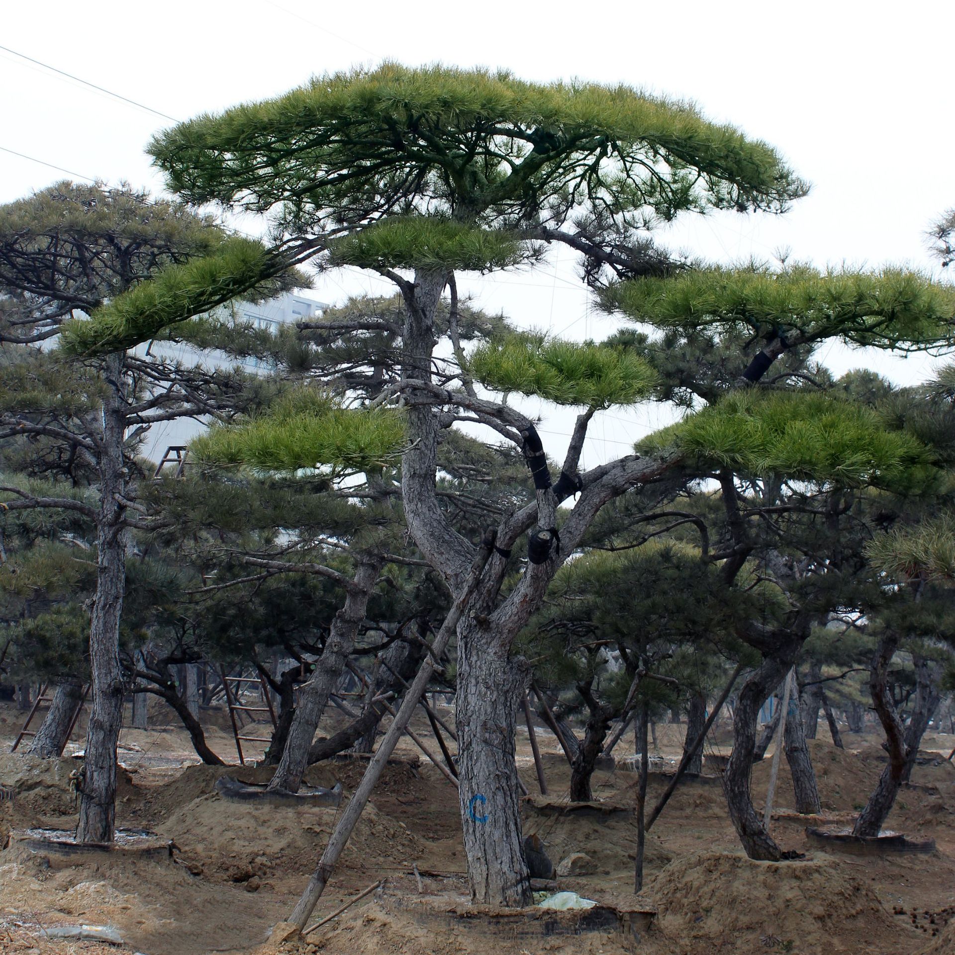 出售景松树地经10-18公分造型松树批发各种规格油松黑松造型松树
