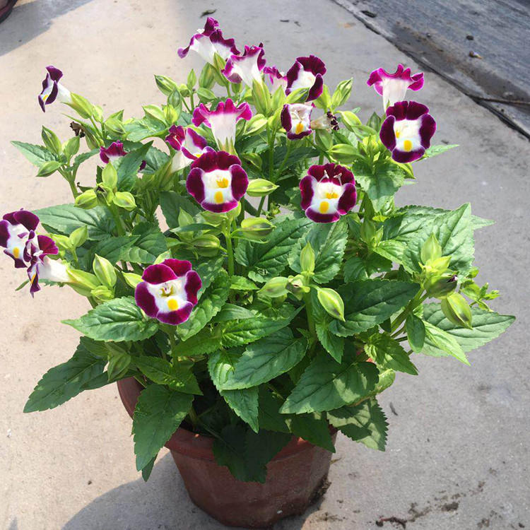 基地直销 四季草花 批发夏堇 夏瑾 宿根花卉 盆栽 时令花卉