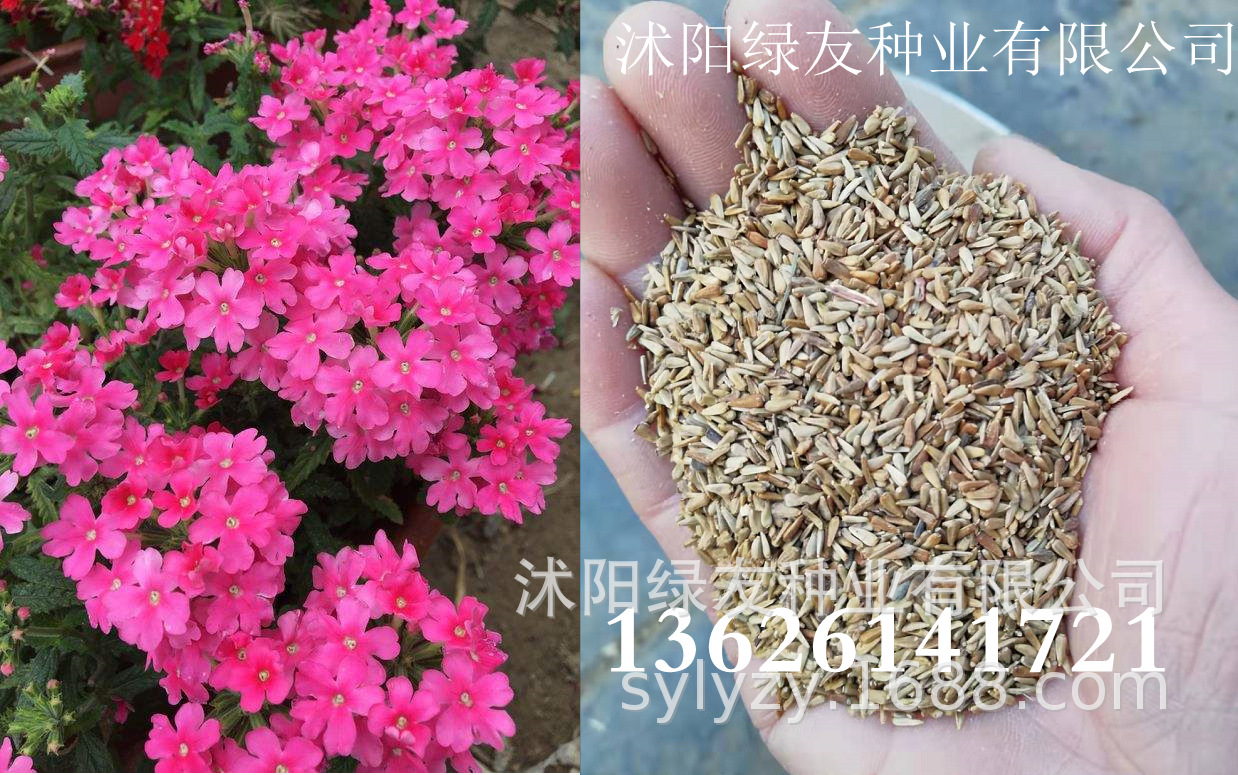 多年生地被花卉植物 :细叶美女樱 美女樱种子 花期长