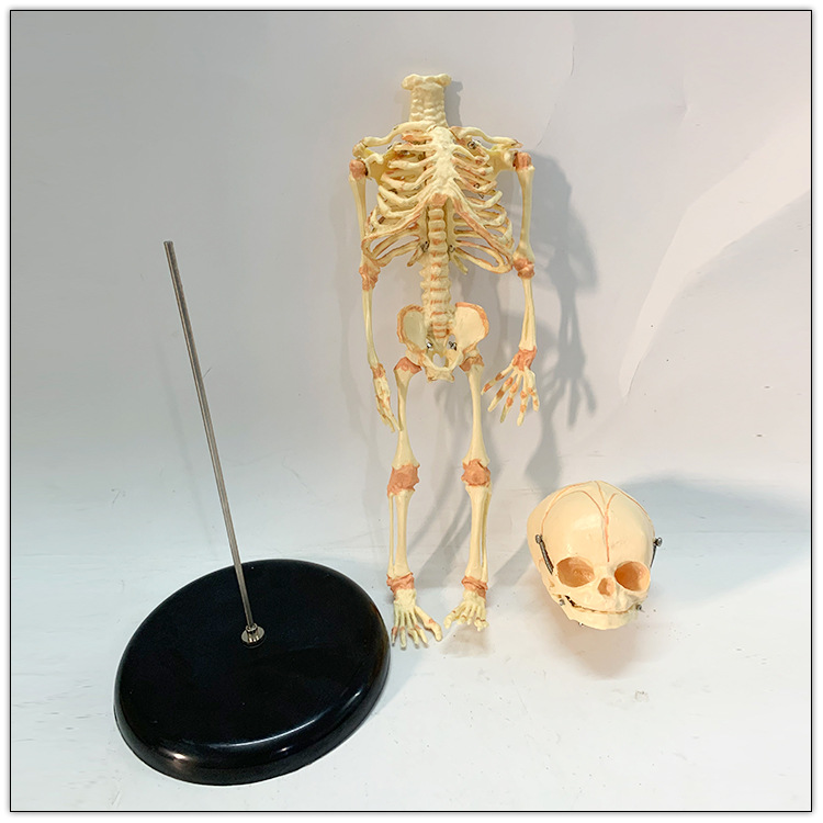 人体婴儿骨骼模型新生胎儿发育人骨架模具可拆装微型骷髅医学教具