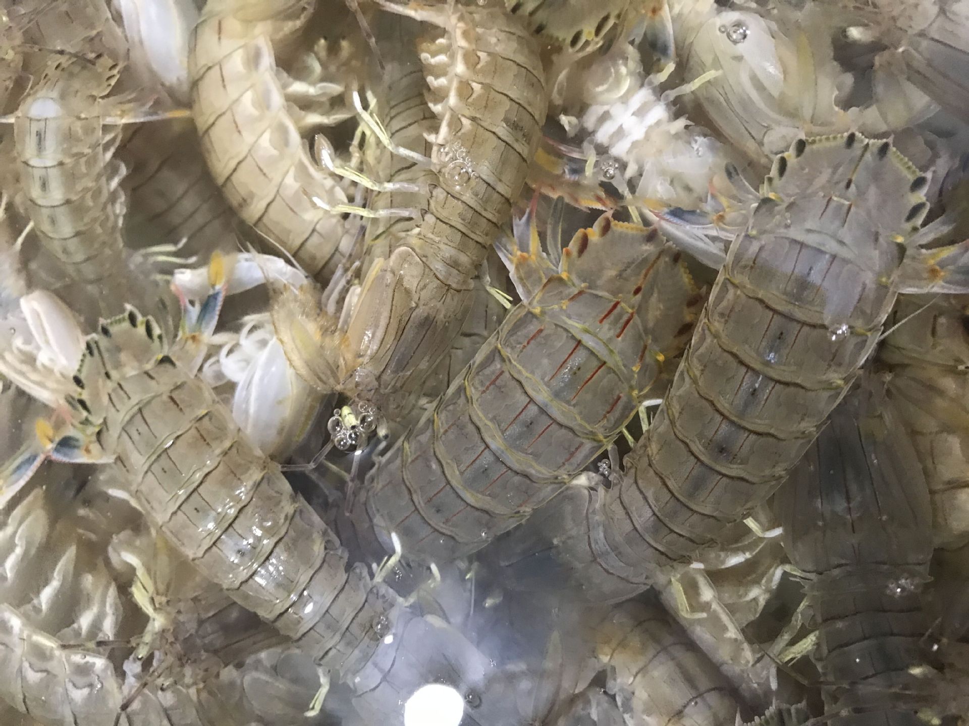 海鲜鲜活批发 大皮皮虾 鲜活虾姑 虾婆婆 水产批发 港口城市直销