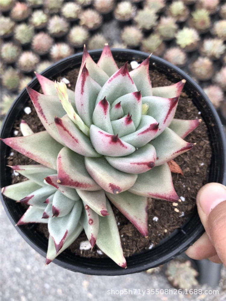 黑檀汁乌木双头多肉珍稀品种裸根发 - 阿里巴巴