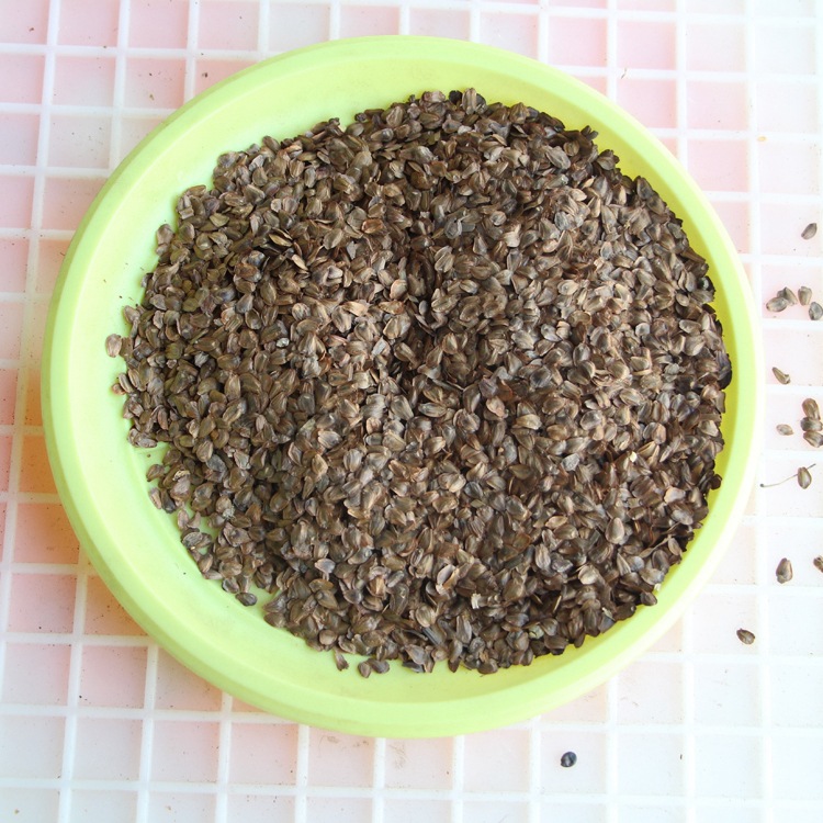 杉木种子水杉种子冷杉柳杉种子落羽杉种子刺杉速生杉树种子池杉籽