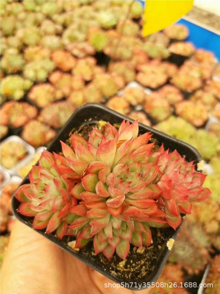 0431大棚批发多肉盆栽品种 女雏群盆7cm多肉群生植物品相好