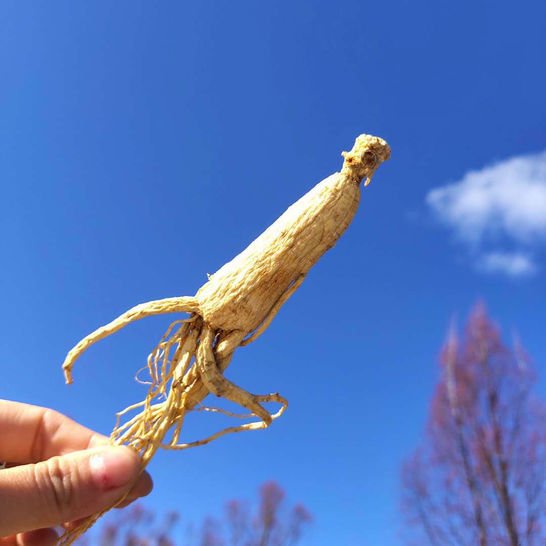 东北人参 精选吉林长白山人参生晒参 250克礼盒装两盒送精美拎袋